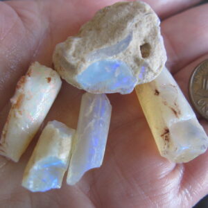 Opal Squid Pieces x 5 .51oz IMG5134