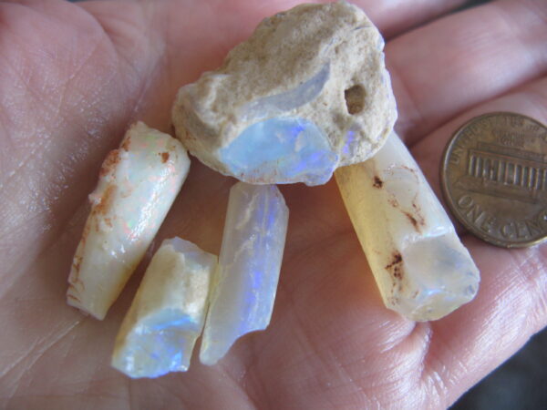 Opal Squid Pieces x 5 .51oz IMG5134