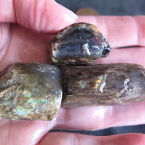 Opalised Belemnite (Squid) on Wood, some black opal 3 pieces IMG9449-56