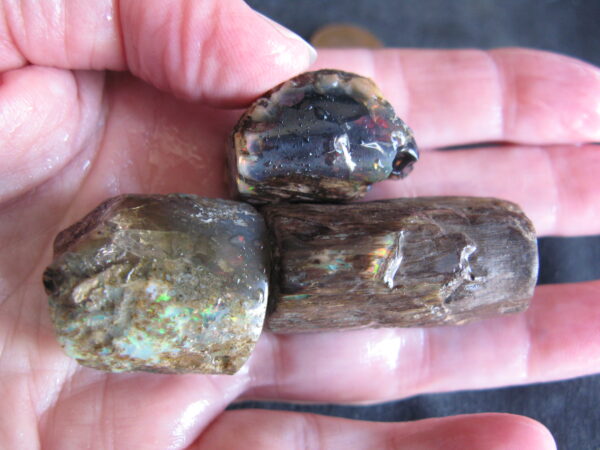 Opalised Belemnite (Squid) on Wood, some black opal 3 pieces IMG9449-56